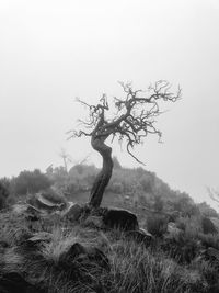 Bare tree on field against sky