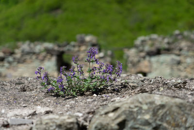 Close-up of purple flowering plants on field