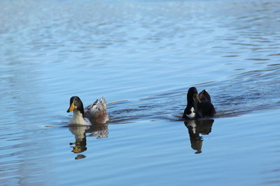 Full length of two ducks swimming in lake