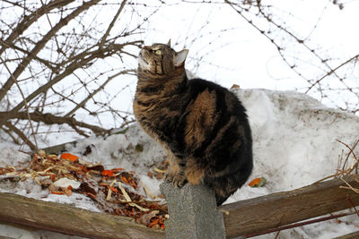 Cat in a snow