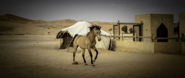 Horse standing in a row