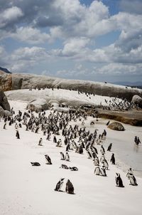 Flock of birds at beach against cloudy sky