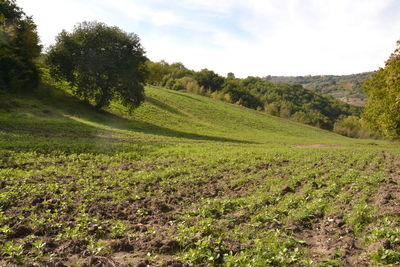 Scenic view of agricultural field against sky