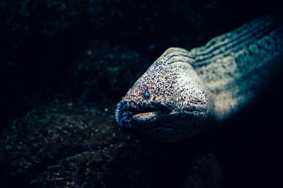 Close-up of moray eel swimming in tank at aquarium