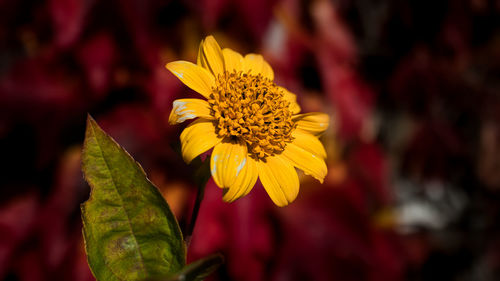 Close-up of yellow flowering plant