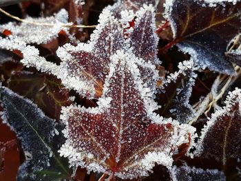 Close-up of frozen leaves during winter