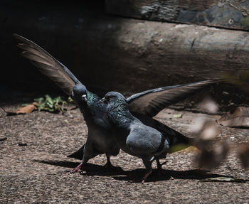 Close-up of pigeon