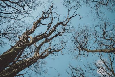 Low angle view of bare trees against sky