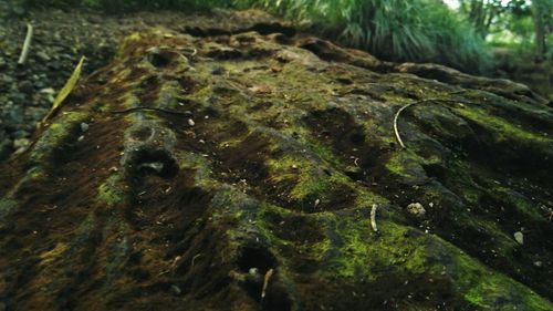 Close-up of moss on tree trunk