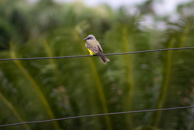 Bird perching on cable wire