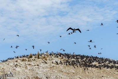 Birds flying over landscape
