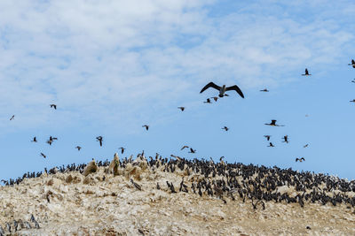 Flock of birds on rocks against sky