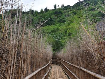 Railroad tracks amidst trees in forest