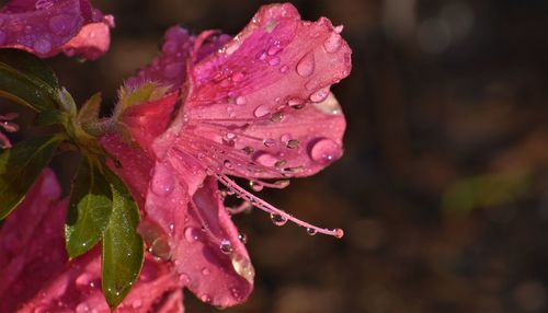 Close-up of raindrops on pink flower