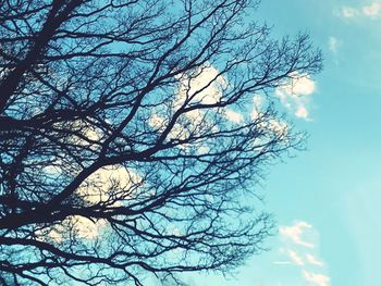 Low angle view of bare tree against sky