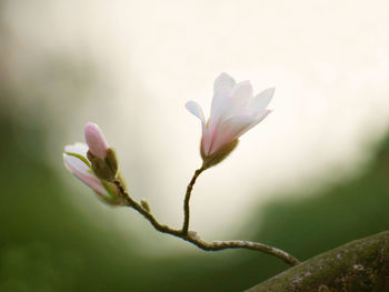 Close-up of pink flowers