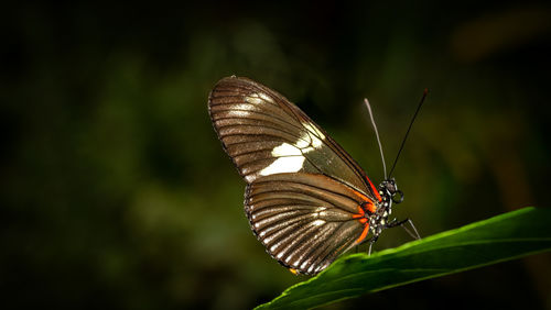 Close-up of butterfly on plant