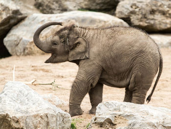 Close-up of elephant in zoo