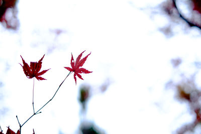 Close-up of red object against the sky