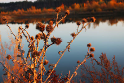 Close-up of plants against sky during sunset