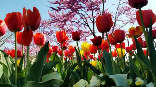 Close-up of red tulips blooming in park