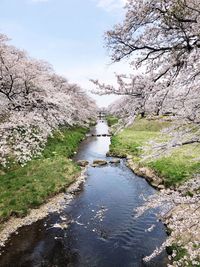 Scenic view of river amidst trees against sky