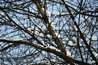 Low angle view of a tree