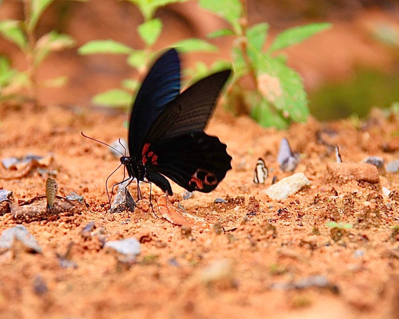 animal themes, animal, animal wildlife, butterfly, wildlife, insect, one animal, nature, moths and butterflies, animal wing, leaf, soil, macro photography, close-up, beauty in nature, no people, animal body part, environment, selective focus, outdoors, land, flower, black, eating, bird, day