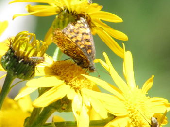 Close-up of bee pollinating on yellow flower