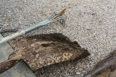 High angle view of lizard on rock