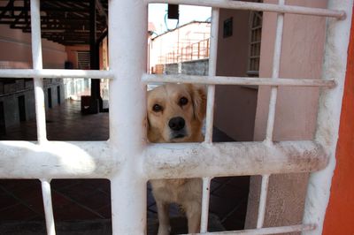 Close-up portrait of dog