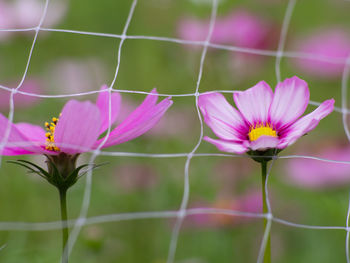 Close-up of pink flowering plant