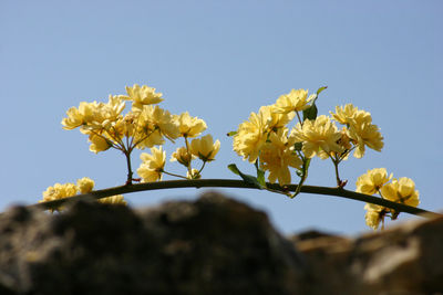 Close-up of yellow flowers