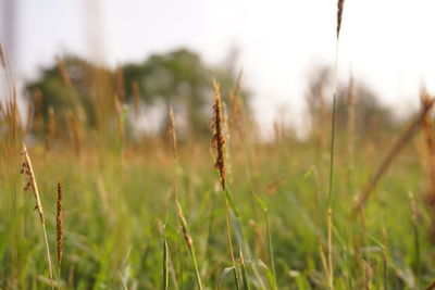 Close-up of stalks in field