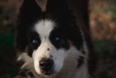 Close-up portrait of dog