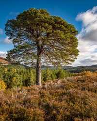 Trees on field against sky during autumn