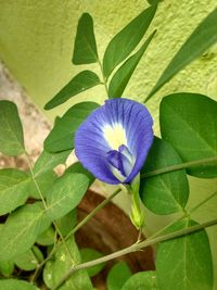 Close-up of purple flowers