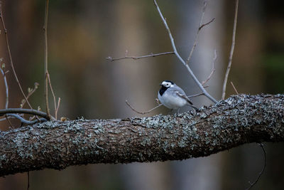 Close-up of bird perching on a branch