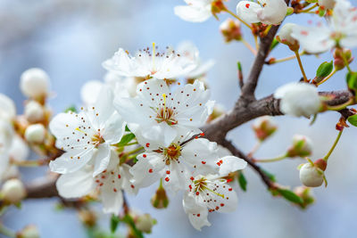 White apple blossoms in spring