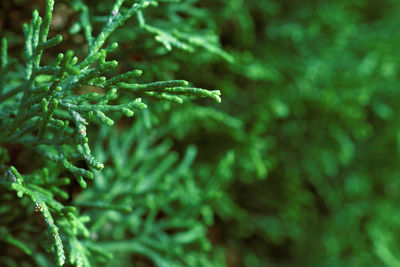 Close-up of wet pine tree