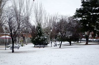 Trees on snow covered landscape