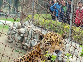 View of cat in cage