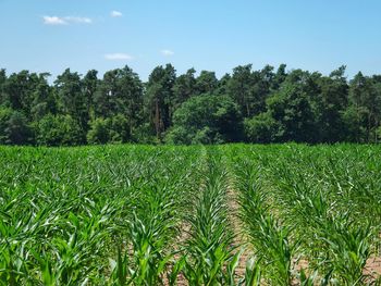 Scenic view of rice field against sky