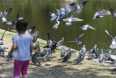 Rear view of boy flying birds in water