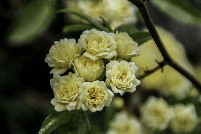Close-up of roses blooming outdoors