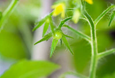 Close-up of insect on leaf