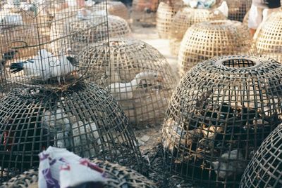 Close-up of birds in cage