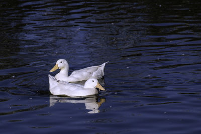 Swan swimming in a lake