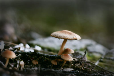 Close-up of mushroom growing on field