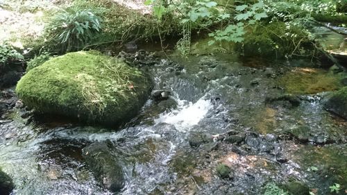 High angle view of stream flowing in forest